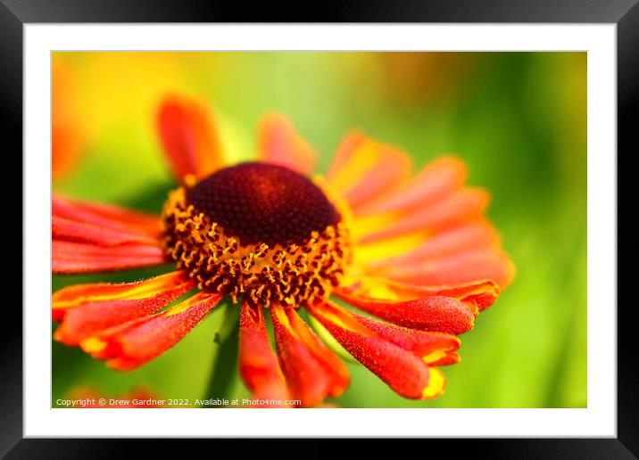 Rudbeckia Flowers  Framed Mounted Print by Drew Gardner