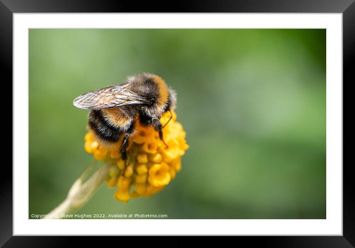 Bee on orange ball Buddleia Framed Mounted Print by Steve Hughes