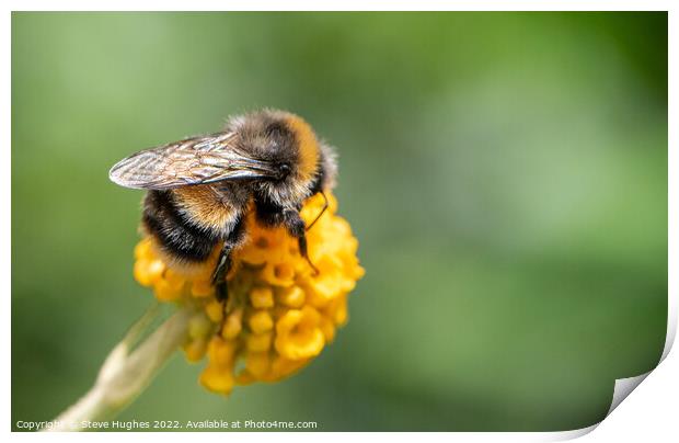Bee on orange ball Buddleia Print by Steve Hughes