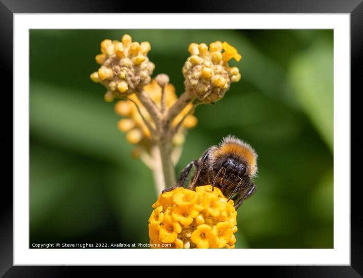 Bee macro Framed Mounted Print by Steve Hughes