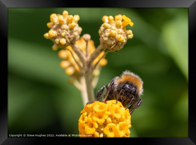 Bee macro Framed Print by Steve Hughes