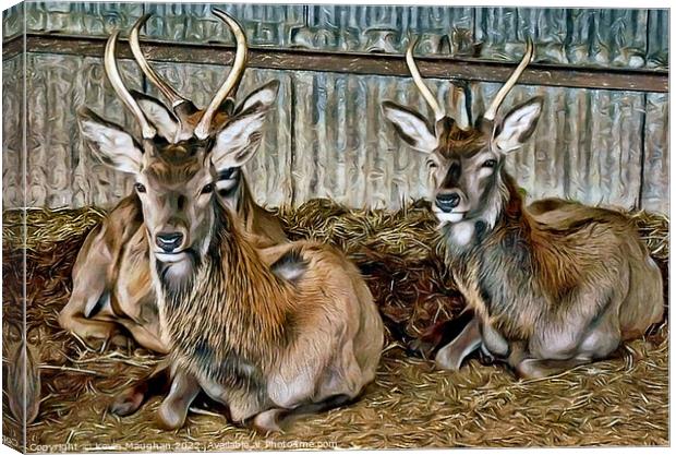 Deer Resting (Digital Art) Canvas Print by Kevin Maughan
