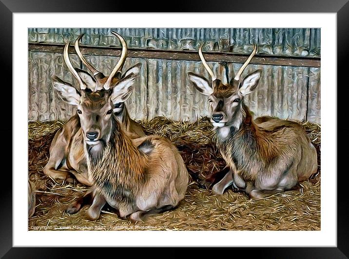 Deer Resting (Digital Art) Framed Mounted Print by Kevin Maughan