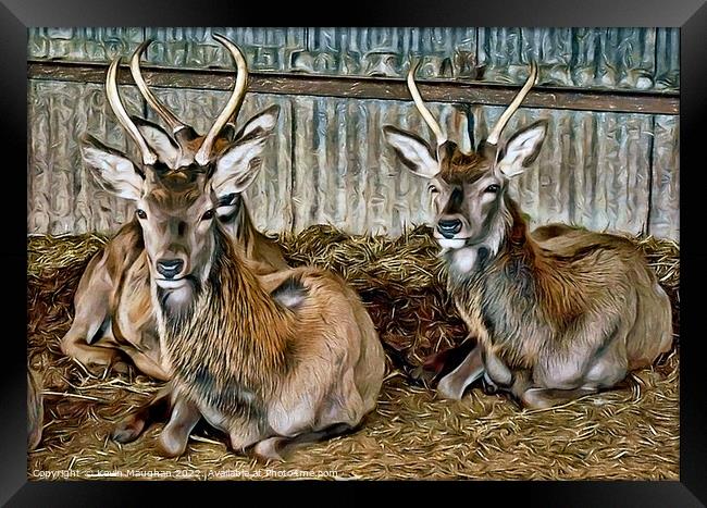 Deer Resting (Digital Art) Framed Print by Kevin Maughan