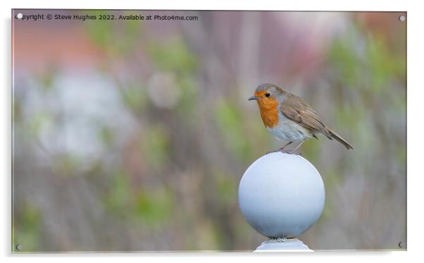 European Robin on a ball Acrylic by Steve Hughes