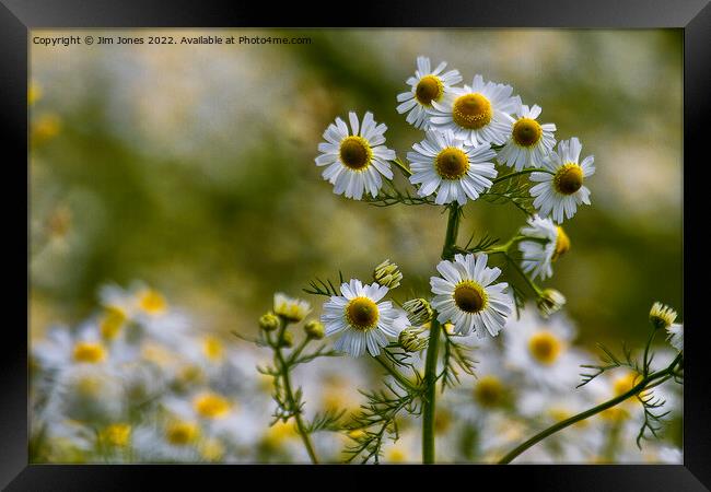 English Wild Flowers - Chamomile Framed Print by Jim Jones