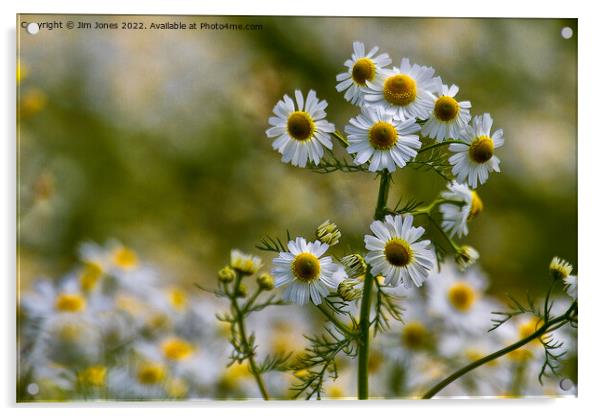 English Wild Flowers - Chamomile Acrylic by Jim Jones
