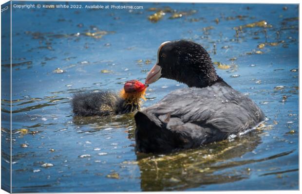 Coot feeding her little one Canvas Print by Kevin White