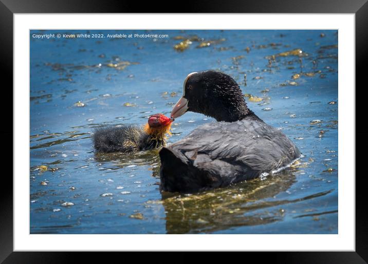 Coot feeding her little one Framed Mounted Print by Kevin White
