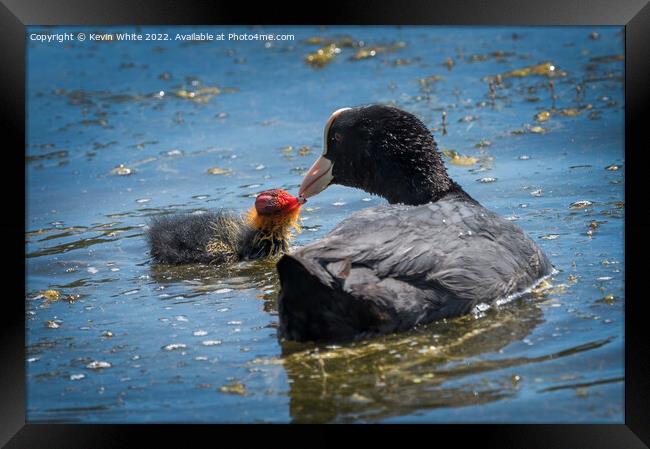 Coot feeding her little one Framed Print by Kevin White