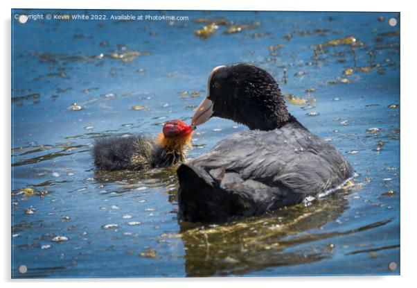 Coot feeding her little one Acrylic by Kevin White