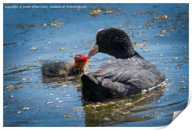 Coot feeding her little one Print by Kevin White
