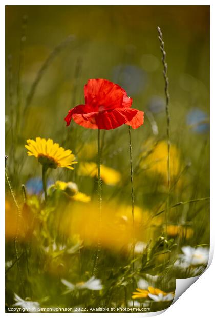 Poppy flower Print by Simon Johnson