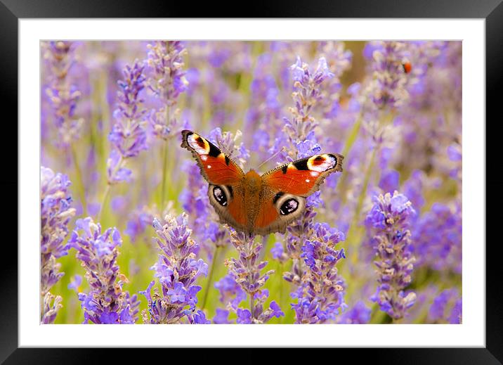 Lavender Butterfly Framed Mounted Print by Ian Collins