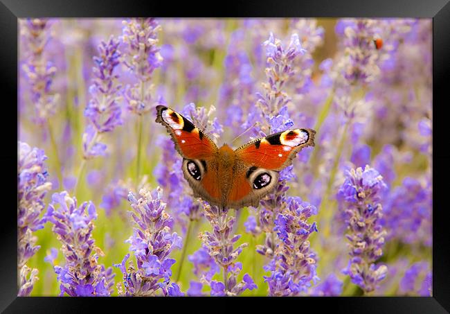 Lavender Butterfly Framed Print by Ian Collins