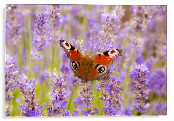 Lavender Butterfly Acrylic by Ian Collins