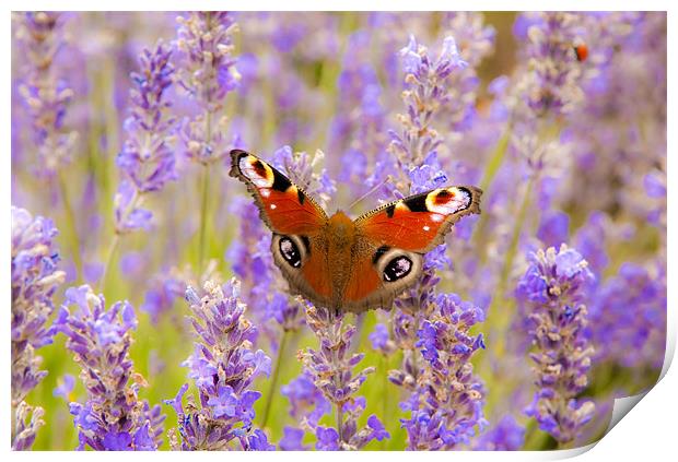Lavender Butterfly Print by Ian Collins