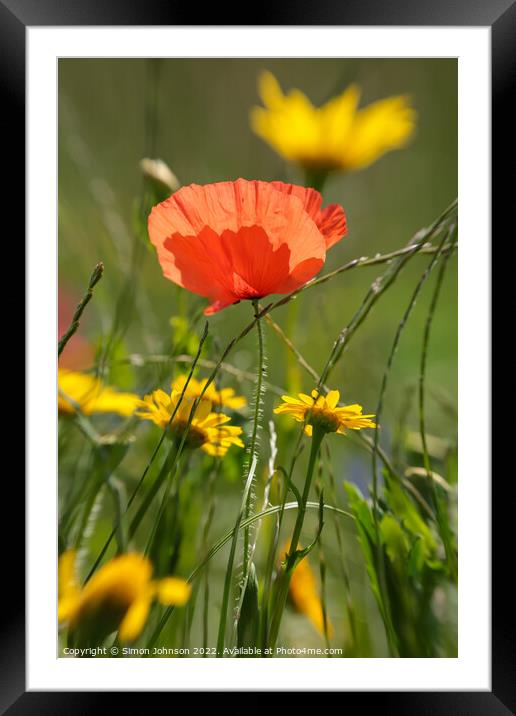 Poppy flower Framed Mounted Print by Simon Johnson