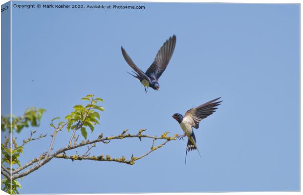 Playful Swallows Canvas Print by Mark Rosher