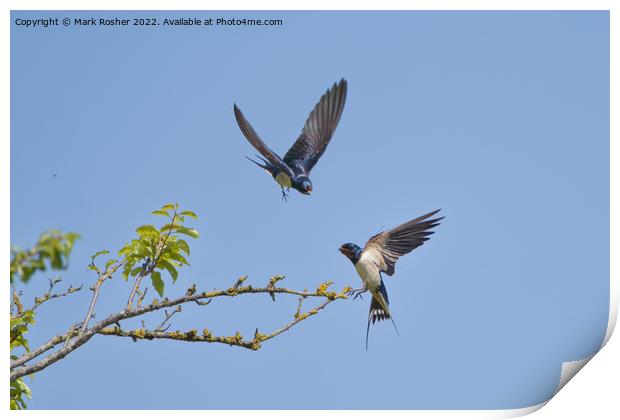 Playful Swallows Print by Mark Rosher