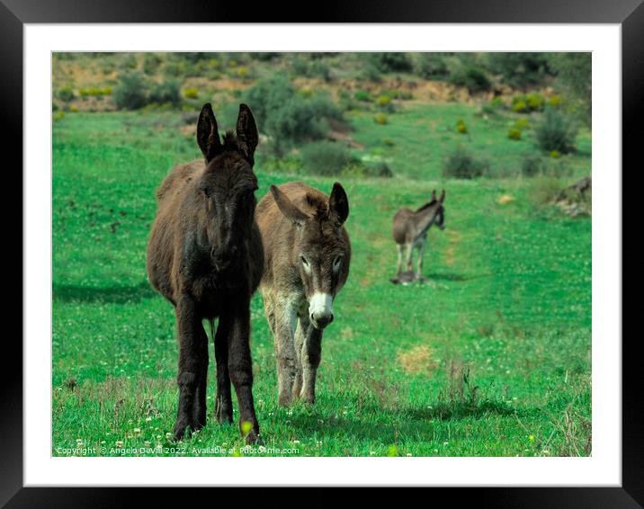 Donkey Family Framed Mounted Print by Angelo DeVal