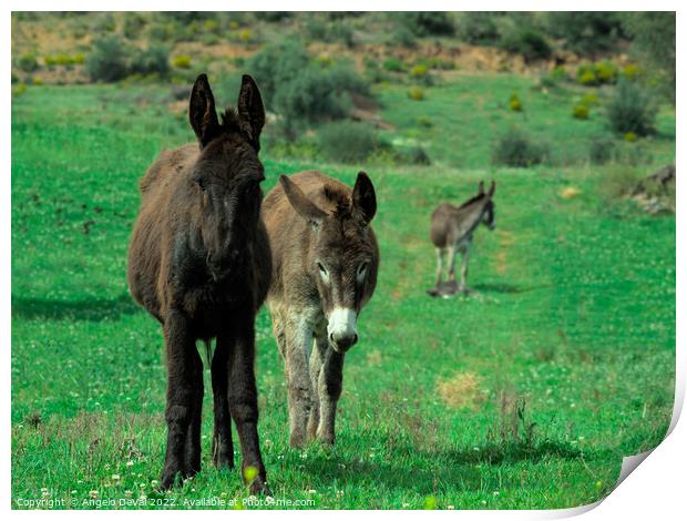 Donkey Family Print by Angelo DeVal