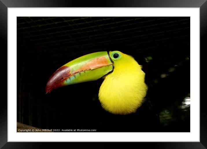 Closeup of a Keel-Billed Toucan Framed Mounted Print by John Mitchell