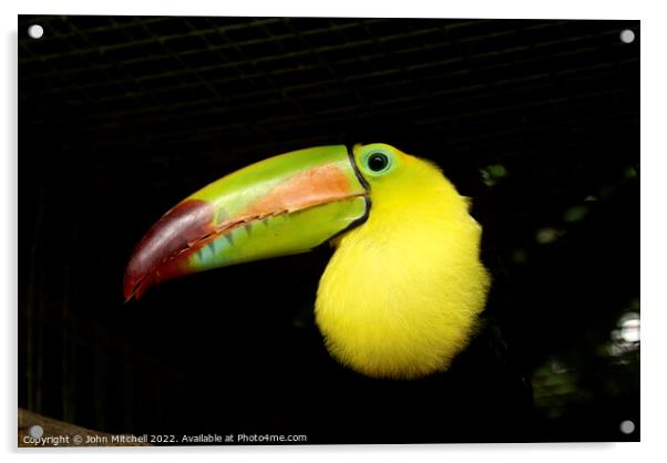 Closeup of a Keel-Billed Toucan Acrylic by John Mitchell