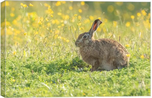 Wild hare in gorgeous morning light. Canvas Print by Jonathan Thirkell