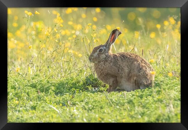 Wild hare in gorgeous morning light. Framed Print by Jonathan Thirkell