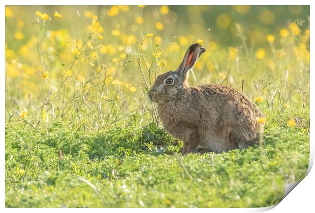 Wild hare in gorgeous morning light. Print by Jonathan Thirkell