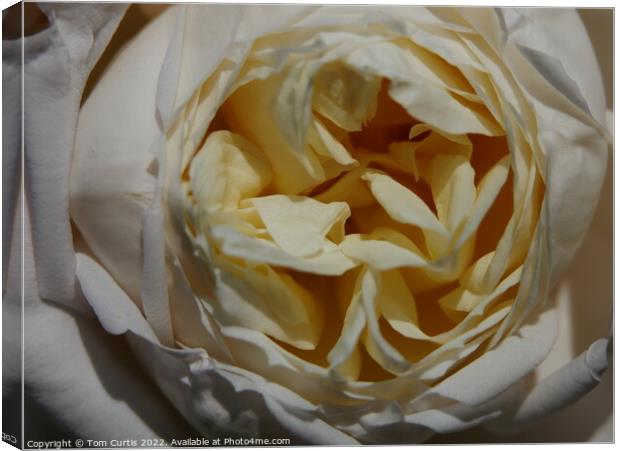 Cream Rose Canvas Print by Tom Curtis