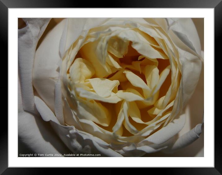 Cream Rose Framed Mounted Print by Tom Curtis