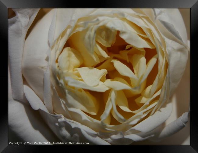 Cream Rose Framed Print by Tom Curtis