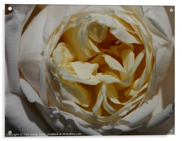 Cream Rose Acrylic by Tom Curtis