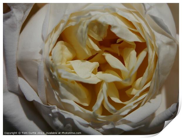 Cream Rose Print by Tom Curtis