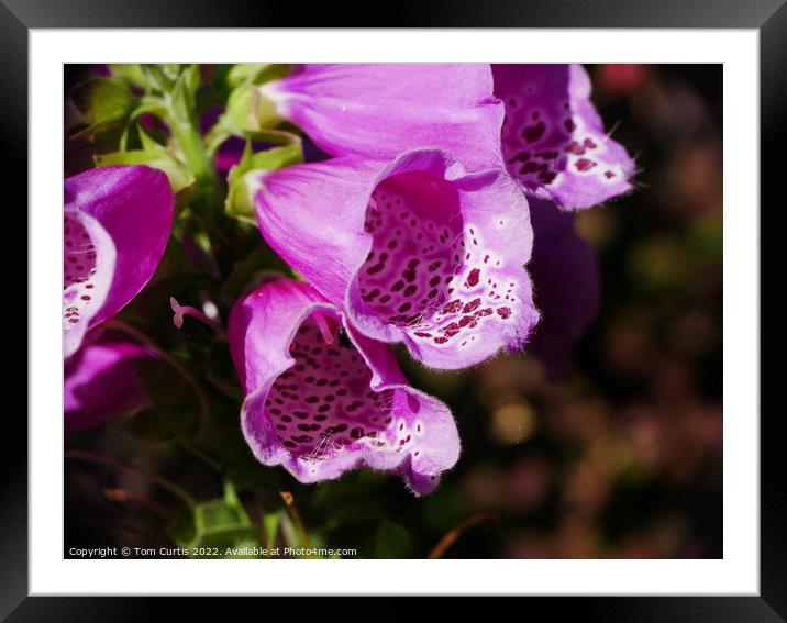 Foxglove flower Framed Mounted Print by Tom Curtis