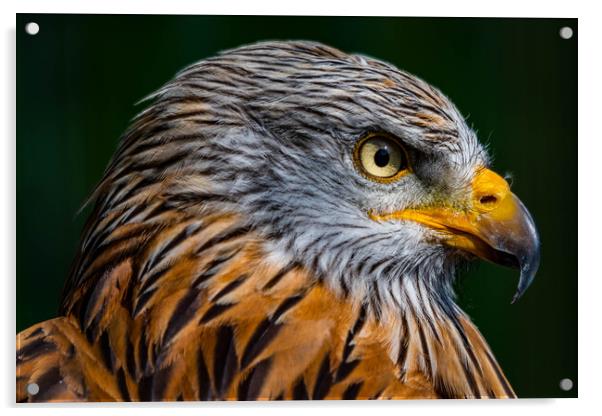 A close up of a bird Acrylic by Alan Strong