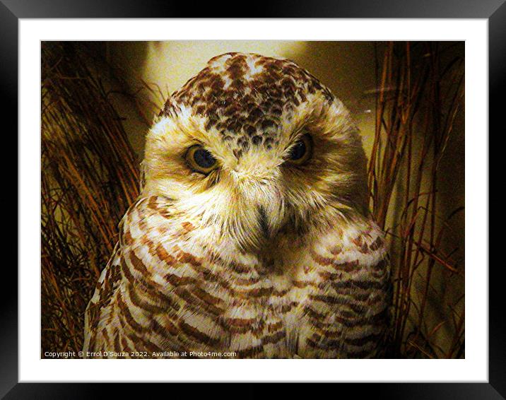 Little Owl Framed Mounted Print by Errol D'Souza
