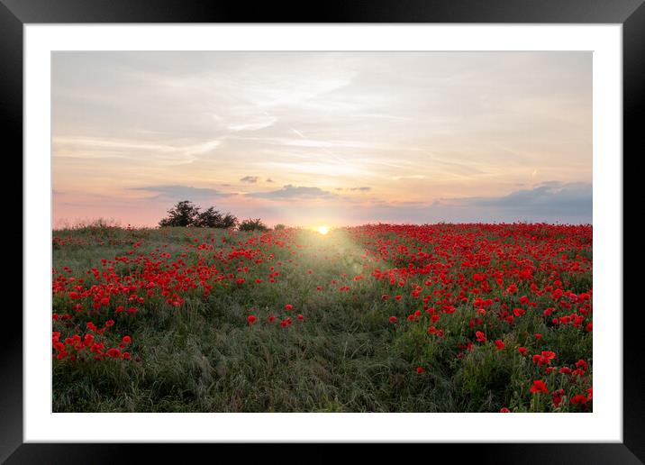 Poppy Field Sun Rays Framed Mounted Print by J Biggadike
