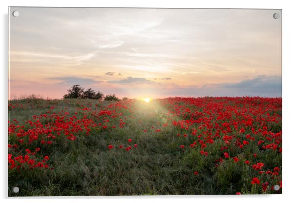 Poppy Field Sun Rays Acrylic by J Biggadike