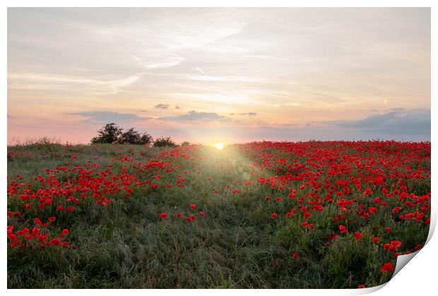 Poppy Field Sun Rays Print by J Biggadike