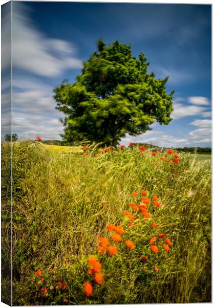 Summer Breeze Canvas Print by Dave Hudspeth Landscape Photography