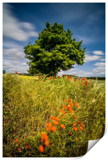 Summer Breeze Print by Dave Hudspeth Landscape Photography