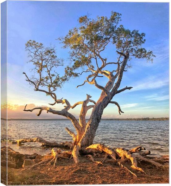 Lone Tree on a golden sunset at edge of Lake Canvas Print by Julie Gresty