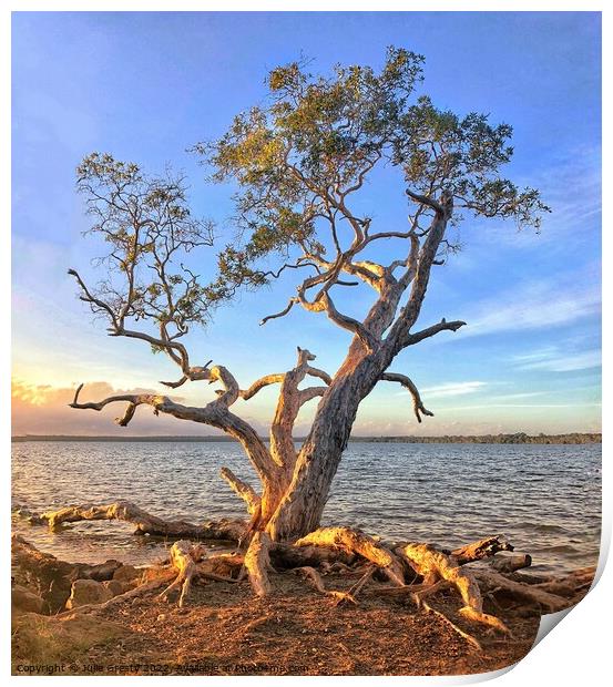 Lone Tree on a golden sunset at edge of Lake Print by Julie Gresty