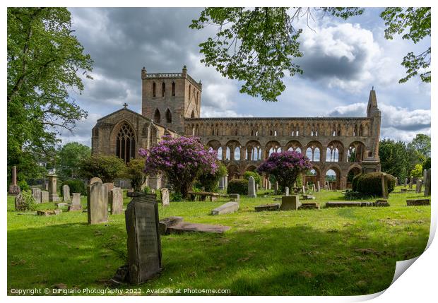 Jedburgh Abbey Print by DiFigiano Photography