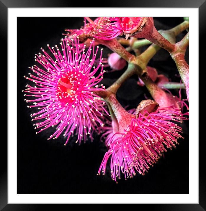 Pink Flowering Gum against Black Background Framed Mounted Print by Julie Gresty
