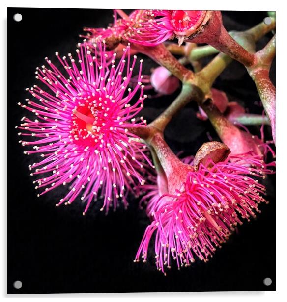 Pink Flowering Gum against Black Background Acrylic by Julie Gresty