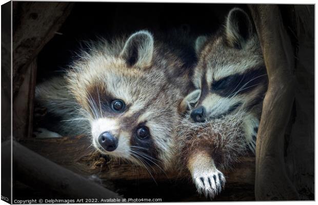 Raccoons. Cute animal babies Canvas Print by Delphimages Art
